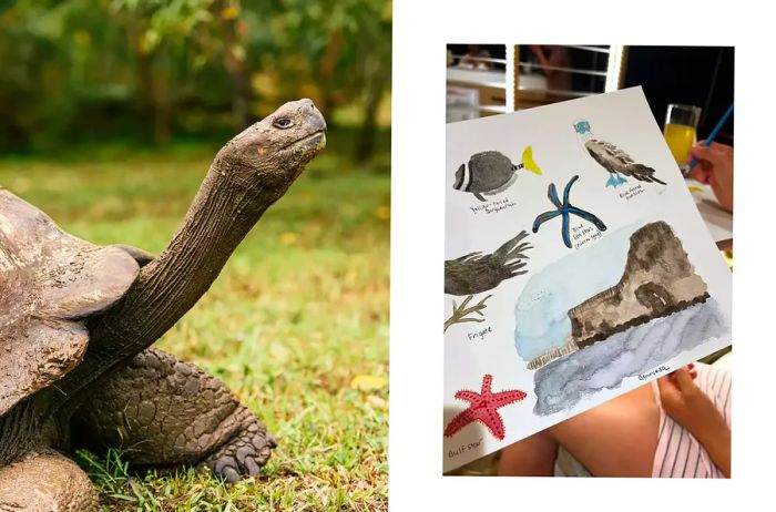 A pair of photos from the Galápagos, one featuring a giant tortoise and the other showcasing watercolor artworks.