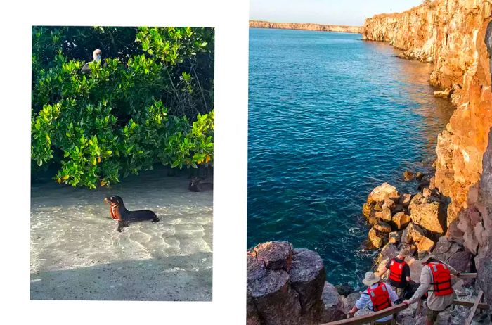 A pair of photos from the Galapagos Islands, one featuring a sea lion and the other depicting individuals in bright red life jackets descending a cliff.