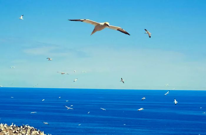 Seagulls soaring above the waters of Canada