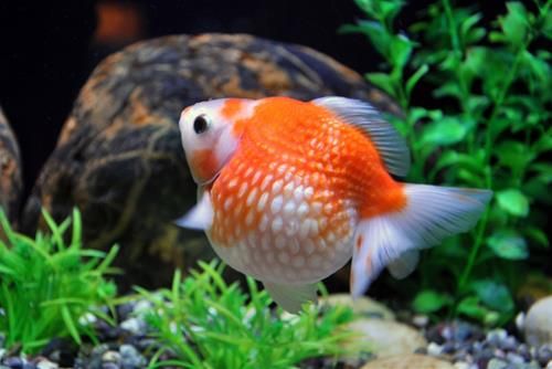 Tuần mới của 12 cung hoàng đạo