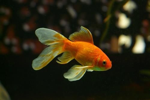Dự đoán tuần mới của 12 cung hoàng đạo