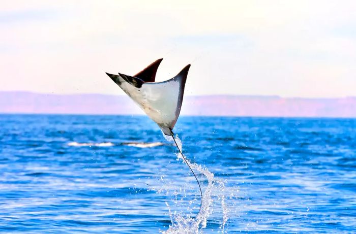 A Mobula Ray above the Sea of Cortez