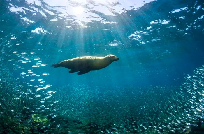 California Sea Lion at Los Islotes