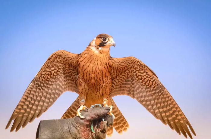 One of the peregrine falcons trained to hunt quail and other birds inhabiting the deserts in a Bedouin settlement within the Dubai Desert Conservation Reserve in the UAE.