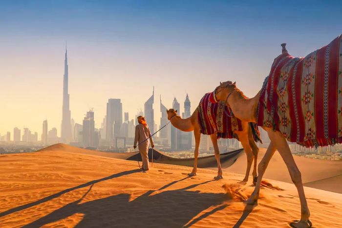 An Arab man guiding camels across a sand dune with the Dubai skyline in the background.