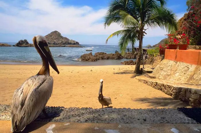 Two pelicans on a deserted beach, Careyes, Mexico