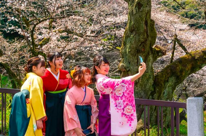 Young Japanese women in kimono taking selfies amidst cherry blossoms in Tokyo