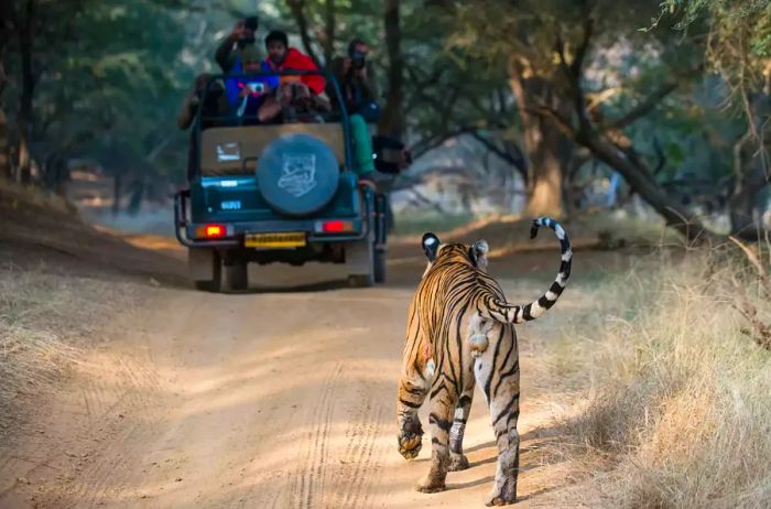 Bengal tiger (Panthera tigris tigris) approaching tourists in jeep, Ranthambhore National Park, Rajasthan, India.