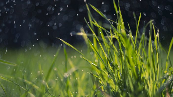 Tải mẫu background đồng cỏ đẹp và đơn giản