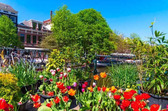 Vibrant green plants and flowers flourish along Amsterdam's canals during the summer