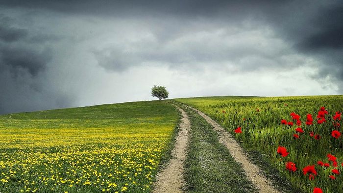 Tải mẫu background đồng cỏ đơn giản đẹp cho thiết kế
