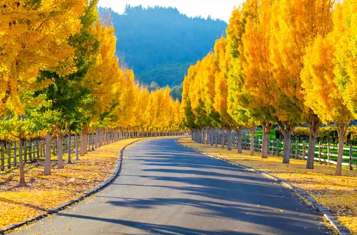 Yellow Ginkgo trees lining the roads of Napa Valley, California