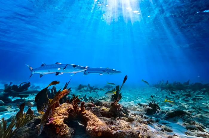 Underwater view of two barracudas, Islamorada, Florida