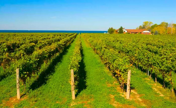 Vast rows of grapevines stretching towards the horizon