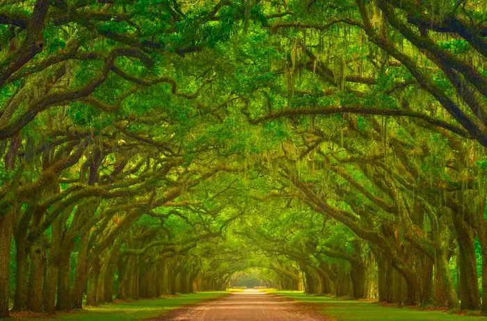 The iconic oak-lined avenue at Wormsloe Plantation, Savannah.