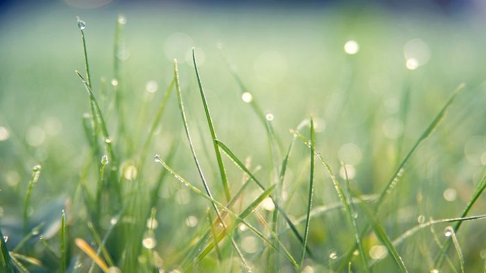Những mẫu background đồng cỏ đẹp và đơn giản
