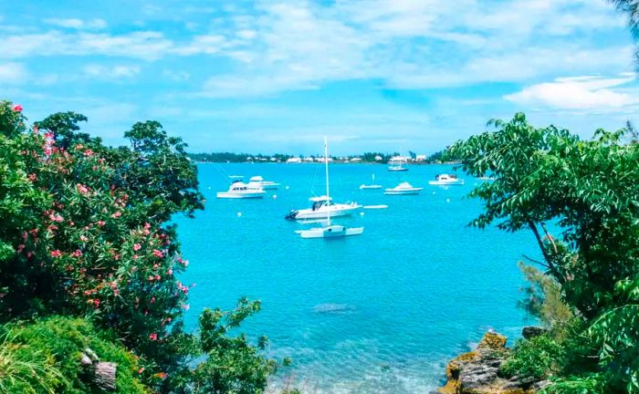 Sailboats gracing a mangrove-lined beach