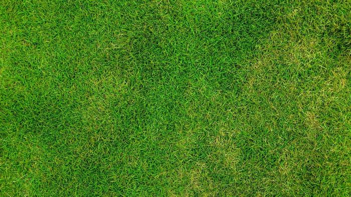 Mẫu background đồng cỏ đơn giản lý tưởng cho Photoshop