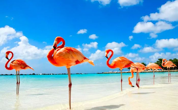 Aruba beach with Caribbean flamingos