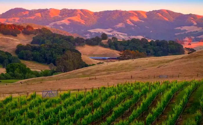 A breathtaking view of Sonoma vineyards and mountains at sunset