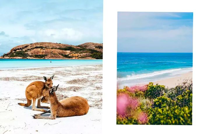 Left: Two kangaroos relaxing on a beach in Esperance Right: Scenic view of a beach in Margaret River