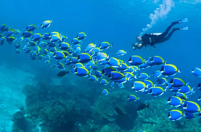 A scuba diver exploring beneath the surface alongside a school of vibrant blue fish