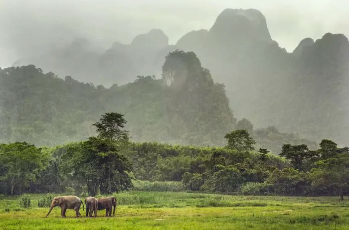 Elephants roam through the mist in Khao Sok National Park