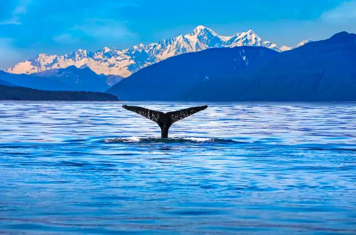 A whale's tail emerging from the water against a backdrop of snowy mountains in Juneau