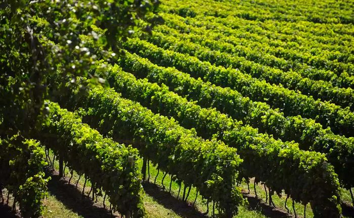 Lush rows of grapevines in Garzón, Uruguay