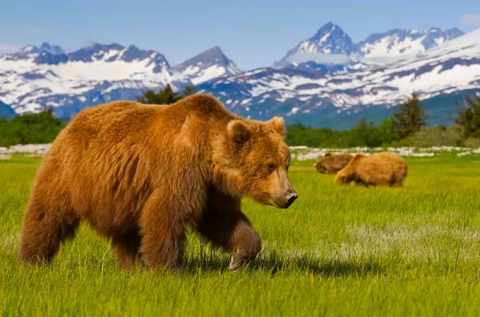 Grizzly Bears in Alaska with snowy mountains in the background