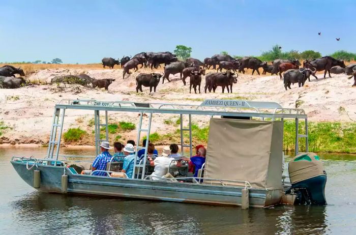 Guests aboard a boat observe wildlife.