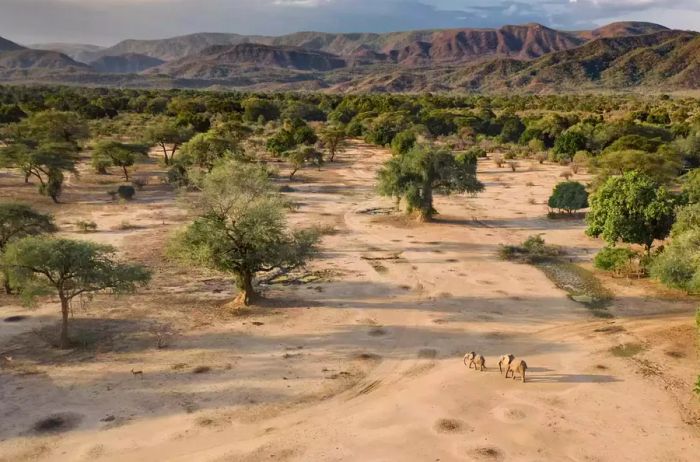 Elephants roaming during a safari