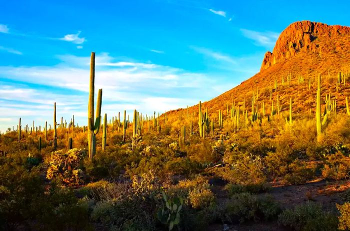 A breathtaking sunset at Saguaro National Park in Arizona