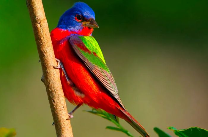 Vibrantly colored painted buntings resting on a branch