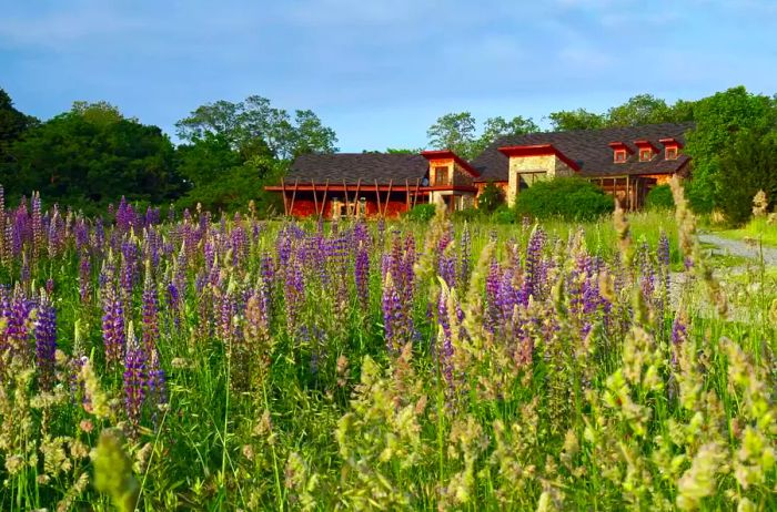 A nature center rises behind a vibrant field of flowers