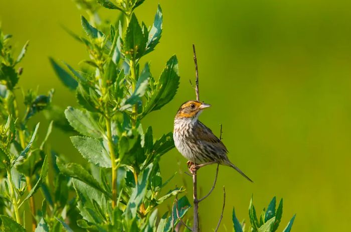 A saltmarsh sparrow rests on a branch