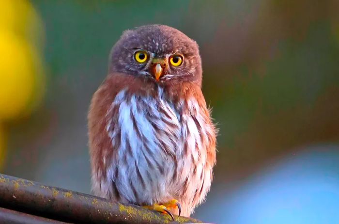 A northern pygmy-owl resting on a branch