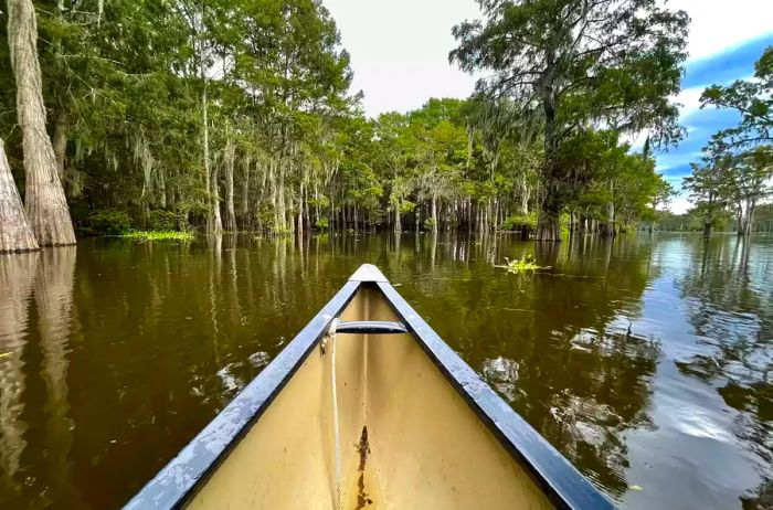 A boat drifts on the waters of a swamp