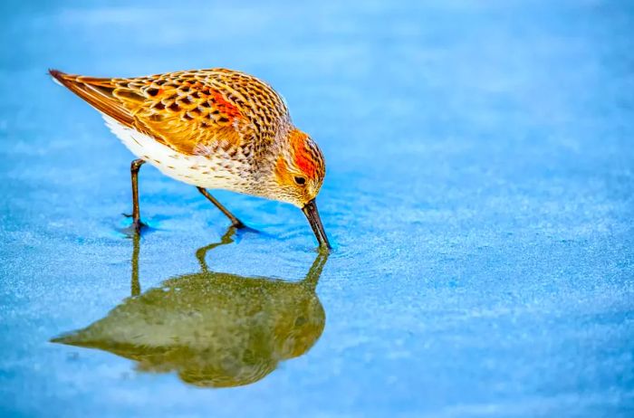 A western sandpiper wading in the water