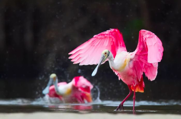 Two roseate spoonbills wading in the water