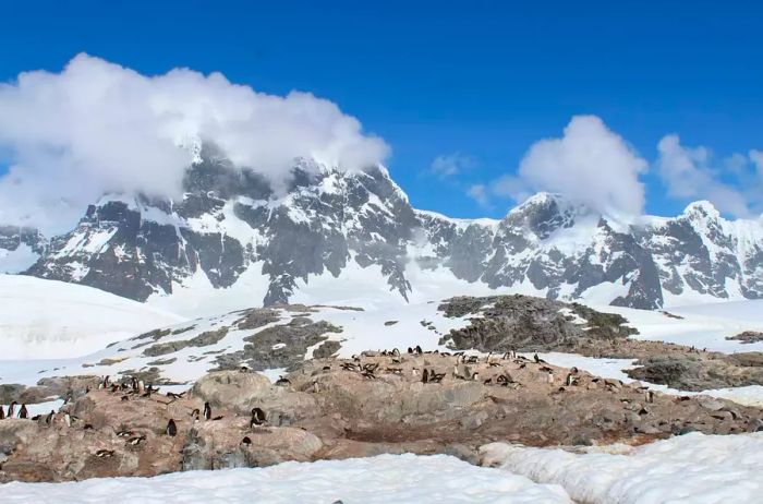 A colony of penguins in Antarctica