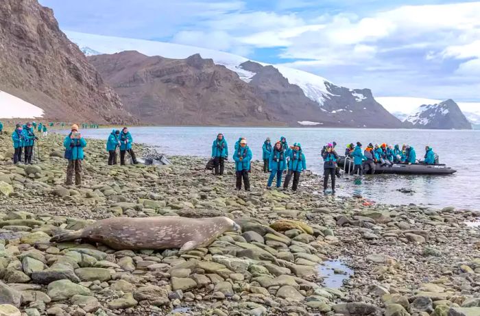 An onshore adventure in Antarctica with Swan Hellenic