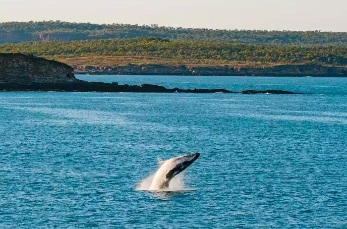 A whale breaches in Kuri Bay