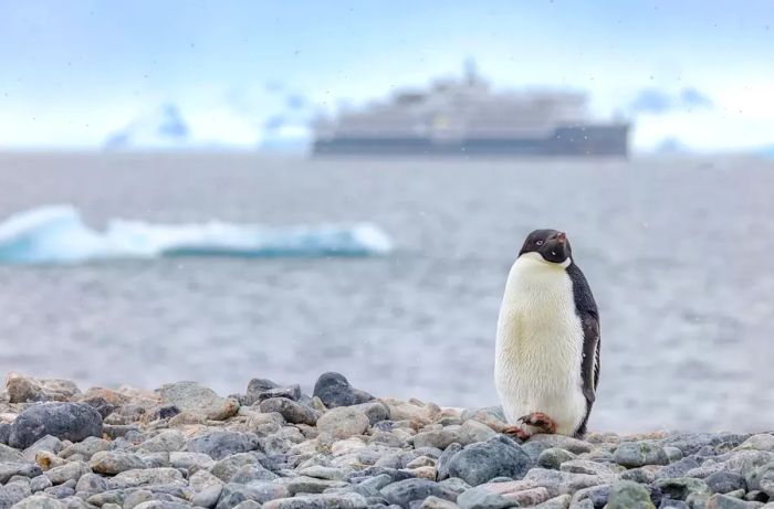 A penguin in Antarctica with Swan Hellenic