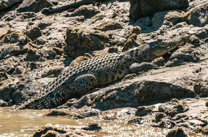 A crocodile rests on the bank at Cyclone Creek, Australia