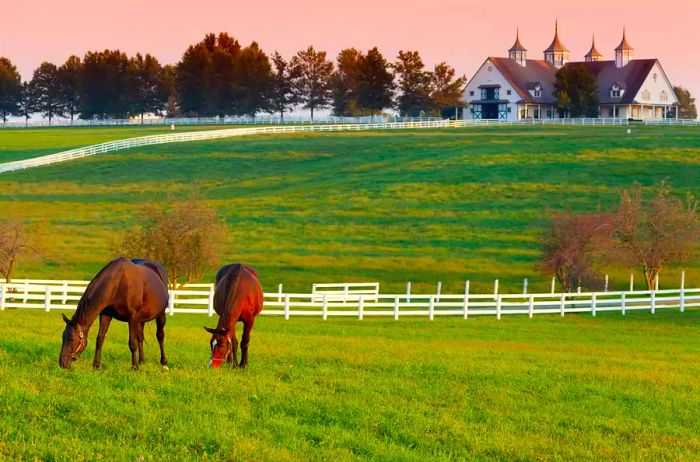 Horses grazing peacefully on a farm in Lexington, Kentucky