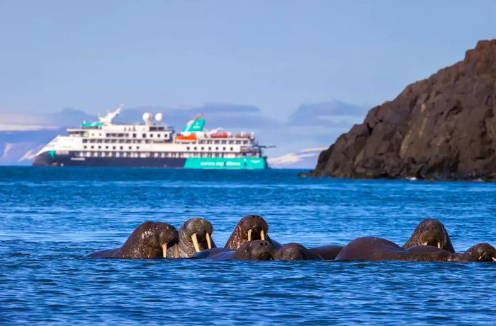 Walruses & MV Sylvia Earle at Russebukta, Svalbard