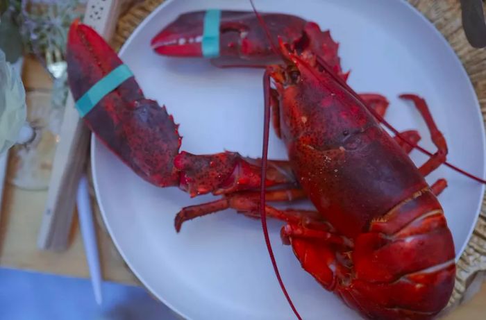 A lobster served at a picnic dinner