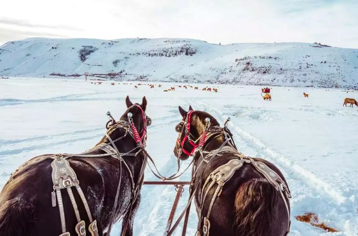 Horseback riding through the snowy landscapes of Jackson Hole