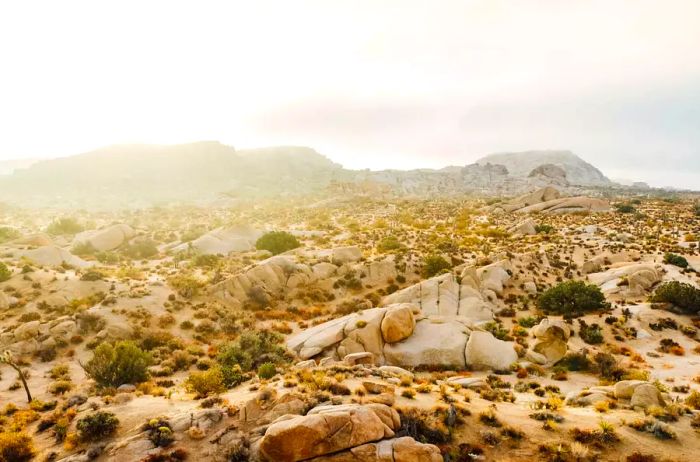 Dusk at Joshua Tree National Park